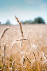 wheat, crop, field, nature, barley, cereal grains, farm, plants, agriculture, countryside, rural, summer, closeup
